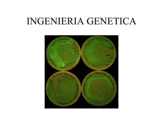 INGENIERIA GENETICA 