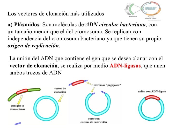 Ingenieria genetica