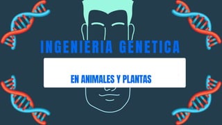INGENIERIA GENETICA
EN ANIMALES Y PLANTAS
 