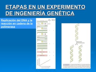 Replicación del DNA y la reacción en cadena de la polimerasa ETAPAS EN UN EXPERIMENTO DE INGENIERÍA GENÉTICA 