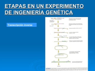Transcripción inversa ETAPAS EN UN EXPERIMENTO DE INGENIERÍA GENÉTICA 