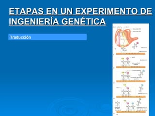 Traducción ETAPAS EN UN EXPERIMENTO DE INGENIERÍA GENÉTICA 
