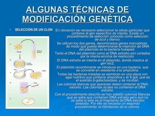 ALGUNAS TÉCNICAS DE MODIFICACIÓN GENÉTICA SELECCIÓN DE UN CLON En clonación es necesario seleccionar la célula particular que contiene el gen específico de interés. Existe un procedimiento de selección conocido como selección de azul y blanco. Se utilizan los dos genes, denominados genes marcadores, de modo que pueda determinarse la inserción de DNA del plásmido en la bacteria huésped.  Tanto el DNA del plásmido como el DNA extraño son cortados por la misma enzima de restricción. El DNA extraño se inserta en el plásmido, donde inactiva al gen lacZ. El plásmido recombinante se introduce en una bacteria, que se convierte en resistente a la ampicilina. Todas las bacterias tratadas se siembran en una placa con agar nutritivo que contiene ampicilina y el X-gal, que es el sustrato β-galactosidasa, y se incuban. Las colonias blancas que aparecen deben contener el DNA extraño. Las colonias azules no contienen el DNA extraño. Con el procedimiento descrito se han aislado colonias blancas que se sabe que contienen DNA extraño pero aún no se sabe si este es el fragmento de DNA extraño deseado. Por ello se necesita un segundo procedimiento: la hibridación de la colonia   