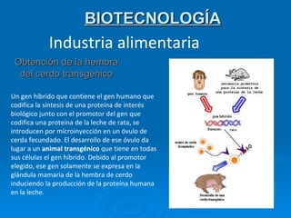 BIOTECNOLOGÍA Obtención de la hembra del cerdo transgénico Un gen híbrido que contiene el gen humano que codifica la síntesis de una proteína de interés biológico junto con el promotor del gen que codifica una proteína de la leche de rata, se introducen por microinyección en un óvulo de cerda fecundado. El desarrollo de ese óvulo da lugar a un  animal transgénico  que tiene en todas sus células el gen híbrido. Debido al promotor elegido, ese gen solamente se expresa en la glándula mamaria de la hembra de cerdo induciendo la producción de la proteína humana en la leche.   Industria alimentaria 