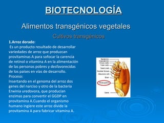 BIOTECNOLOGÍA Alimentos transgénicos vegetales Cultivos transgénicos 1.Arroz dorado : Es un producto resultado de desarrollar variedades de arroz que produzcan provitaminas A para sofocar la carencia de retinol o vitamina A en la alimentación de las personas pobres y desfavorecidas de los países en vías de desarrollo. Proceso: Insertando en el genoma del arroz dos genes del narciso y otro de la bacteria Erwinia uredovora, que producían enzimas para convertir el GGDP en provitamina A.Cuando el organismo humano ingiere este arroz divide la provitamina A para fabricar vitamina A. 