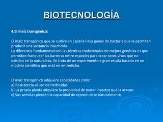 BIOTECNOLOGÍA 4.El maíz transgénico: El maíz transgénico que se cultiva en España lleva genes de bacteria que le permiten producir una sustancia insecticida.  La diferencia fundamental con las técnicas tradicionales de mejora genética es que permiten franquear las barreras entre especies para crear seres vivos que no existían en la naturaleza. Se trata de un experimento a gran escala basado en un modelo científico que está en entredicho. El maíz transgénico adquiere capacidades como : a) Resistencia al uso de herbicidas. b) La propia planta adquiere la propiedad de matar insectos que la atacan. c) Sus semillas pierden la capacidad de reproducirse naturalmente. 