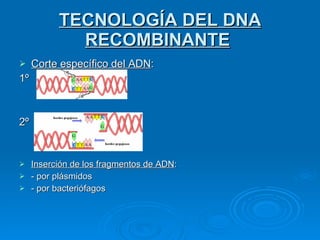 TECNOLOGÍA DEL DNA RECOMBINANTE   Corte específico del ADN : 1º 2º Inserción de los fragmentos de ADN : - por plásmidos  - por bacteriófagos 