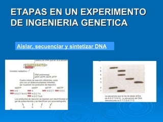 Aislar, secuenciar y sintetizar DNA ETAPAS EN UN EXPERIMENTO DE INGENIERIA GENETICA 