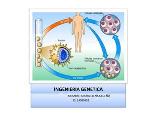 INGENIERIA GENETICA
NOMBRE: MARIA ELENA CEDEÑO
CI: 14999652
 