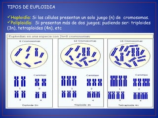 TIPOS DE EUPLOIDIA
Haploidía: Si las células presentan un solo juego (n) de cromosomas.
Poliploidía: Si presentan más de dos juegos; pudiendo ser: triploides
(3n), tetraploides (4n), etc
 