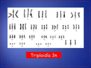 Triploidía 3n
 