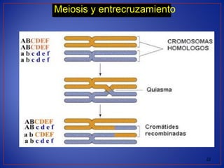 22
Meiosis y entrecruzamiento
 