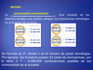 MEIOSIS
La _______________________. Esta consiste en los
distintos arreglos que pueden adoptar los cromosomas homólogos
en el ecuador de la célula.
Su fórmula es 2n
, donde n es el número de pares homólogos.
Por ejemplo, los humanos poseen 23 pares de cromosomas, por
lo tanto 2 23
: 8,388,608 combinaciones posibles de los
cromosomas en el ecuador.
permutación cromosómica
 
