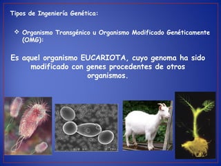 Tipos de Ingeniería Genética:
 Organismo Transgénico u Organismo Modificado Genéticamente
(OMG):
Es aquel organismo EUCARIOTA, cuyo genoma ha sido
modificado con genes procedentes de otros
organismos.
 