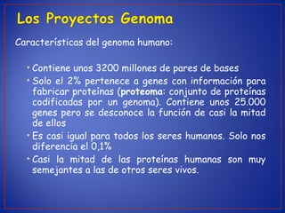 Características del genoma humano:
• Contiene unos 3200 millones de pares de bases
• Solo el 2% pertenece a genes con información para
fabricar proteínas (proteoma: conjunto de proteínas
codificadas por un genoma). Contiene unos 25.000
genes pero se desconoce la función de casi la mitad
de ellos
• Es casi igual para todos los seres humanos. Solo nos
diferencia el 0,1%
• Casi la mitad de las proteínas humanas son muy
semejantes a las de otros seres vivos.
 