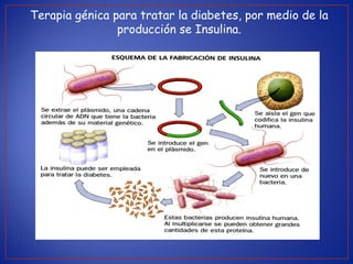 Terapia génica para tratar la diabetes, por medio de la
producción se Insulina.
 