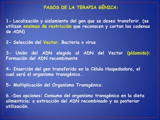 1- Localización y aislamiento del gen que se desea transferir. (se
utilizan enzimas de restricción que reconocen y cortan las cadenas
de ADN)
2- Selección del Vector. Bacteria o virus
3- Unión del ADN elegido al ADN del Vector (plásmido):
Formación del ADN recombinante
4- Inserción del gen transferido en la Célula Hospedadora, el
cual será el organismo transgénico..
5- Multiplicación del Organismo Transgénico.
6.-Dos opciones: Consumo del organismo transgénico en la dieta
alimenticia; o extracción del ADN recombinado y su posterior
utilización.
PASOS DE LA TERAPIA GÉNICA:
 