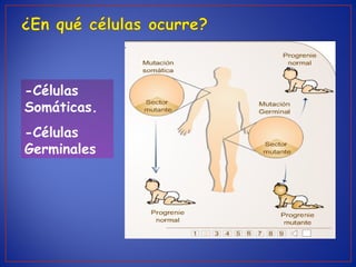 -Células
Somáticas.
-Células
Germinales
 