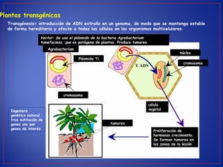 Plantas transgénicas
tumores
célula
vegetal
Proliferación de
hormonas crecimiento.
Se forman tumores en
las zonas de la lesión
Plásmido Ti
núcleo
cromosoma
cromosoma
Agrobacterium
inductor de tumores
contiene oncogenes
(genes onc)
Ingeniero
genético natural
tras sutitución de
genes onc por
genes de interés
Transgénesis= introducción de ADN extraño en un genoma, de modo que se mantenga estable
de forma hereditaria y afecte a todas las células en los organismos multicelulares.
Vector: Se usa el plásmido de la bacteria Agrobacterium
tumefaciens, que es patógena de plantas. Produce tumores
 