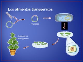 Los alimentos transgénicos
Transgen
Organismo
transgénico
 
