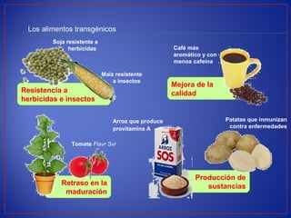 Retraso en la
maduración
Producción de
sustancias
Mejora de la
calidad
Los alimentos transgénicos
Tomate Flavr Svr
Café más
aromático y con
menos cafeína
Resistencia a
herbicidas e insectos
Maíz resistente
a insectos
Arroz que produce
provitamina A
Soja resistente a
herbicidas
Patatas que inmunizan
contra enfermedades
 