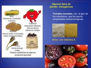Algunos tipos de
plantas transgénicas
Tomates morados, con el gen de
los arándanos, que les aporta
propiedades anticancerígenas
Arroz con vitamina A
 
