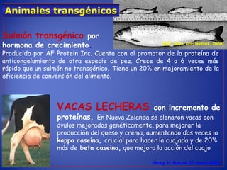 Salmón transgénico por
hormona de crecimiento.
Producido por AF Protein Inc. Cuenta con el promotor de la proteína de
anticongelamiento de otra especie de pez. Crece de 4 a 6 veces más
rápido que un salmón no transgénico. Tiene un 20% en mejoramiento de la
eficiencia de conversión del alimento.
Animales transgénicos
(ISB, 2001, oct; Netlink, 2000).
(Hoag, H. Nature, 27 enero 2003).
VACAS LECHERAS con incremento de
proteínas. En Nueva Zelanda se clonaron vacas con
óvulos mejorados genéticamente, para mejorar la
producción del queso y crema, aumentando dos veces la
kappa caseína, crucial para hacer la cuajada y de 20%
más de beta caseina, que mejora la acción del cuajo
 