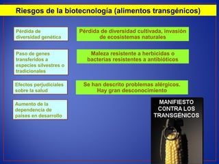 Riesgos de la biotecnología (alimentos transgénicos)
Pérdida de
diversidad genética
Pérdida de
diversidad genética
Pérdida de diversidad cultivada, invasión
de ecosistemas naturales
Paso de genes
transferidos a
especies silvestres o
tradicionales
Paso de genes
transferidos a
especies silvestres o
tradicionales
Maleza resistente a herbicidas o
bacterias resistentes a antibióticos
Efectos perjudiciales
sobre la salud
Efectos perjudiciales
sobre la salud
Se han descrito problemas alérgicos.
Hay gran desconocimiento
Aumento de la
dependencia de
países en desarrollo
Aumento de la
dependencia de
países en desarrollo
 