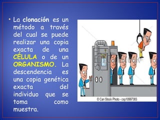 • La clonación es un
método a través
del cual se puede
realizar una copia
exacta de una
CÉLULA o de un
ORGANISMO. La
descendencia es
una copia genética
exacta del
individuo que se
toma como
muestra.
 