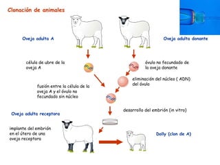 célula de ubre de la
oveja A
óvulo no fecundado de
la oveja donante
eliminación del núcleo ( ADN)
del óvulo
fusión entre la célula de la
oveja A y el óvulo no
fecundado sin núcleo
desarrollo del embrión (in vitro)
implante del embrión
en el útero de una
oveja receptora
Dolly (clon de A)
Oveja adulta A Oveja adulta donante
Oveja adulta receptora
Clonación de animales
 