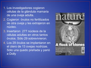 1. Los investigadores cogieron
células de la glándula mamaria
de una oveja adulta.
2. Cogieron óvulos no fertilizados
de otra oveja y les extrajeron en
núcleo.
3. Insertaron 277 núcleos de la
células adultas en otros tantos
óvulos. Sólo 29 sobrevivieron.
4. Los 29 óvulos se implantaron en
el útero de 13 ovejas nodrizas.
Sólo una quedo preñada y parió
a Dolly
 