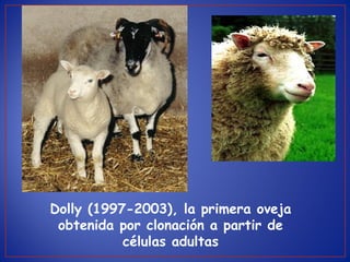 Dolly (1997-2003), la primera oveja
obtenida por clonación a partir de
células adultas
 