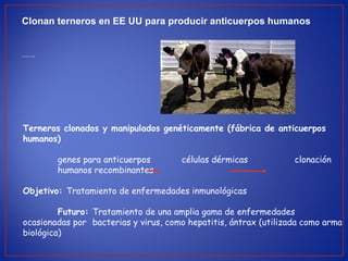 Terneros clonados y manipulados genéticamente (fábrica de anticuerpos
humanos)
genes para anticuerpos células dérmicas clonación
humanos recombinantes
Objetivo: Tratamiento de enfermedades inmunológicas
Futuro: Tratamiento de una amplia gama de enfermedades
ocasionadas por bacterias y virus, como hepatitis, ántrax (utilizada como arma
biológica)
Clonan terneros en EE UU para producir anticuerpos humanos
efe- Washington - agosto 2002
 