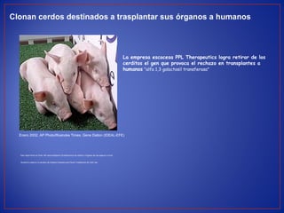 Clonan cerdos destinados a trasplantar sus órganos a humanos
La empresa escocesa PPL Therapeutics logra retirar de los
cerditos el gen que provoca el rechazo en transplantes a
humanos "alfa 1,3 galactosil transferasa"
Enero 2002. AP Photo/Roanoke Times, Gene Dalton (IDEAL-EFE)
Paso importante en favor del xenotrasplante (transferencia de células u órganos de una especie a otra)
Ayudará a superar la escasez de órganos humanos para hacer trasplantes de todo tipo
 