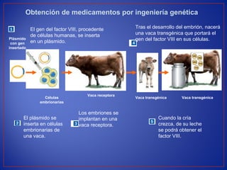 Obtención de medicamentos por ingeniería genética
Plásmido
con gen
insertado
Células
embrionarias
Vaca receptora
Vaca transgénica Vaca transgénica
El gen del factor VIII, procedente
de células humanas, se inserta
en un plásmido.
El plásmido se
inserta en células
embrionarias de
una vaca.
Los embriones se
implantan en una
vaca receptora.
Tras el desarrollo del embrión, nacerá
una vaca transgénica que portará el
gen del factor VIII en sus células.
Cuando la cría
crezca, de su leche
se podrá obtener el
factor VIII.
 