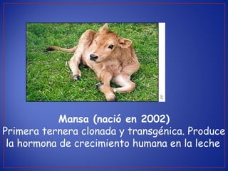 Mansa (nació en 2002)
Primera ternera clonada y transgénica. Produce
la hormona de crecimiento humana en la leche
 