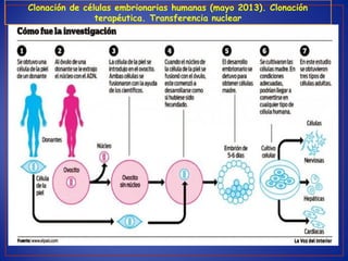Clonación de células embrionarias humanas (mayo 2013). Clonación
terapéutica. Transferencia nuclear
 