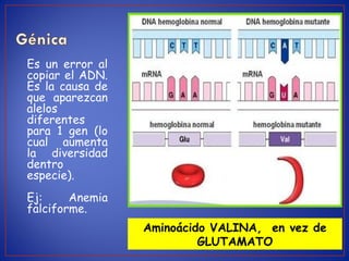 Es un error al
copiar el ADN.
Es la causa de
que aparezcan
alelos
diferentes
para 1 gen (lo
cual aumenta
la diversidad
dentro
especie).
Ej: Anemia
falciforme.
Aminoácido VALINA, en vez de
GLUTAMATO
 