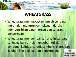 • Wheatgrass meningkatkan jumlah sel-darah
merah dan menurunkan tekanan darah,
membersihkan darah, organ dan saluran
pencernaan
• Wheatgrass mengembalikan alkalinitas darah,
sehingga baik untuk mengobati tukak
lambung, kolitis ulseratif, sembelit, diare, dan
keluhan lain dari saluran pencernaan.
WHEATGRASS
 