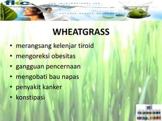 • merangsang kelenjar tiroid
• mengoreksi obesitas
• gangguan pencernaan
• mengobati bau napas
• penyakit kanker
• konstipasi
WHEATGRASS
 