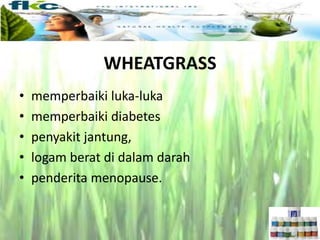 • memperbaiki luka-luka
• memperbaiki diabetes
• penyakit jantung,
• logam berat di dalam darah
• penderita menopause.
WHEATGRASS
 