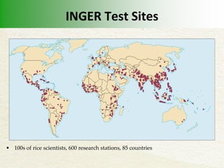 Inger Rice Inger and met | PDF