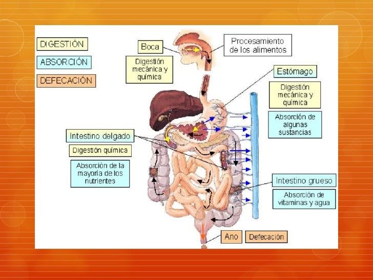 Ingesta de carbohidratos Ingesta de carbohidratos