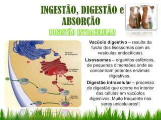 INGESTÃO, DIGESTÃO e
     ABSORÇÃO
            Vacúolo digestivo – resulta da
             fusão dos lisossomas com as
                vesículas endocíticas).
          Lisossomas – organitos esféricos,
           de pequenas dimensões onde se
            concentram potentes enzimas
                      digestivas.
           Digestão intracelular – processo
           de digestão que ocorre no interior
               das células em vacúolos
            digestivos. Muito frequente nos
                  seres unicelulares!!
 