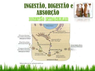 INGESTÃO, DIGESTÃO e
     ABSORÇÃO
 