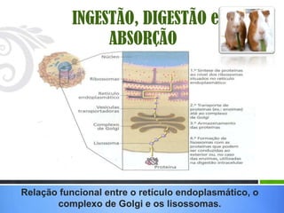 INGESTÃO, DIGESTÃO e
                ABSORÇÃO




Relação funcional entre o retículo endoplasmático, o
       complexo de Golgi e os lisossomas.
 