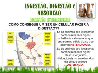 INGESTÃO, DIGESTÃO e
            ABSORÇÃO
COMO CONSEGUE UM SER UNICELULAR FAZER A
             DIGESTÃO??
                       Se as enzimas dos lisossomas
                          contribuirem para digerir
                        substâncias alimentares que
                       entraram na célula diz-se que
                          ocorreu HETEROFAGIA,
                       Se as enzimas dos lisossomas
                          contribuirem para digerir
                             /destruir organitos
                       disfuncionais ou envelhecidos
                             diz-se que ocorreu
                                AUTOFAGIA,
 