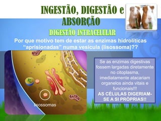 INGESTÃO, DIGESTÃO e
               ABSORÇÃO
Por que motivo tem de estar as enzimas hidrolíticas
   “aprisionadas” numa vesícula (lisossoma)??

                                 Se as enzimas digestivas
                               fossem largadas diretamente
                                      no citoplasma,
                                 imediatamente atacariam
                                  organelos ainda vitais e
                                       funcionais!!!
                                AS CÉLULAS DIGERIAM-
                                   SE A SI PRÓPRIAS!!
       lisossomas
 