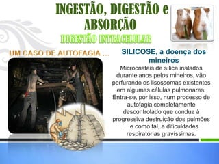 INGESTÃO, DIGESTÃO e
     ABSORÇÃO
            SILICOSE, a doença dos
                   mineiros
            Microcristais de sílica inalados
          durante anos pelos mineiros, vão
         perfurando os lisossomas existentes
          em algumas células pulmonares.
         Entra-se, por isso, num processo de
               autofagia completamente
             descontrolado que conduz à
         progressiva destruição dos pulmões
             …e como tal, a dificuldades
              respiratórias gravíssimas.
 