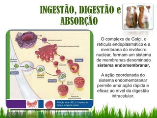 INGESTÃO, DIGESTÃO e
     ABSORÇÃO
               O complexo de Golgi, o
             retículo endoplasmático e a
               membrana do invólucro
             nuclear, formam um sistema
             de membranas denominado
             sistema endomembranar,

                A ação coordenada do
               sistema endomembranar
              permite uma ação rápida e
              eficaz ao nível da digestão
                      intracelular.
 